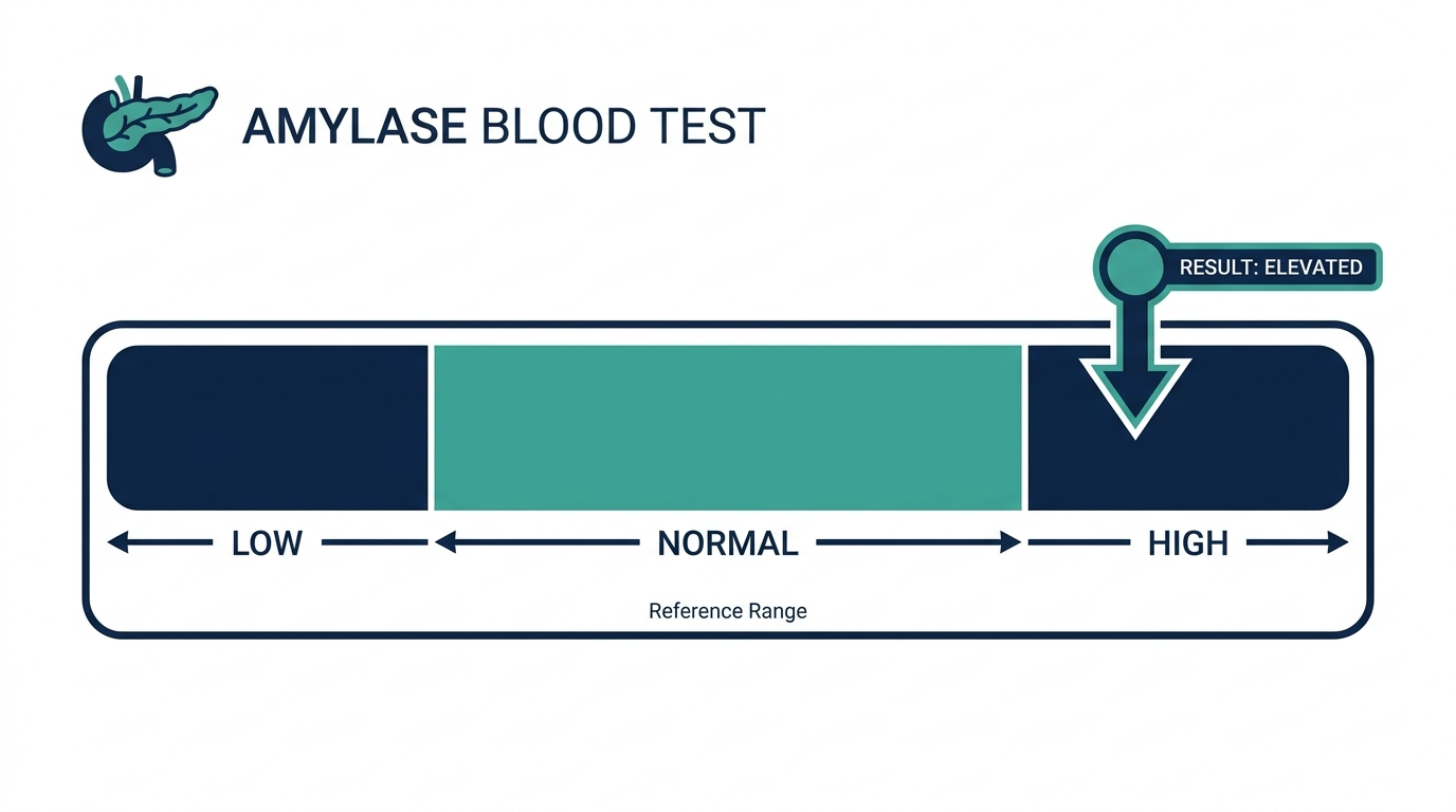 Schematic reference range chart highlighting the high band for amylase blood test results