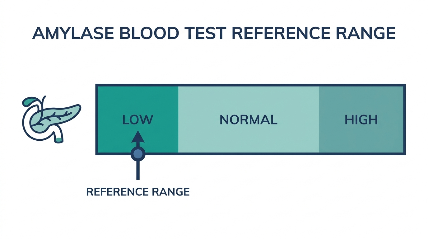 Schematic reference range chart highlighting the low band for amylase blood test results