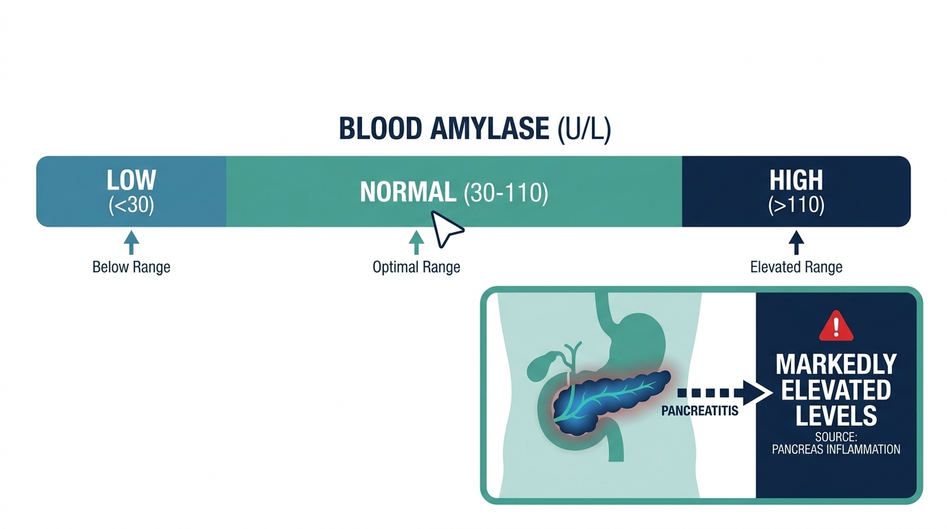 Chart showing low, normal, and high amylase reference bands, with the pancreas highlighted as the source of markedly elevated levels during pancreatitis
