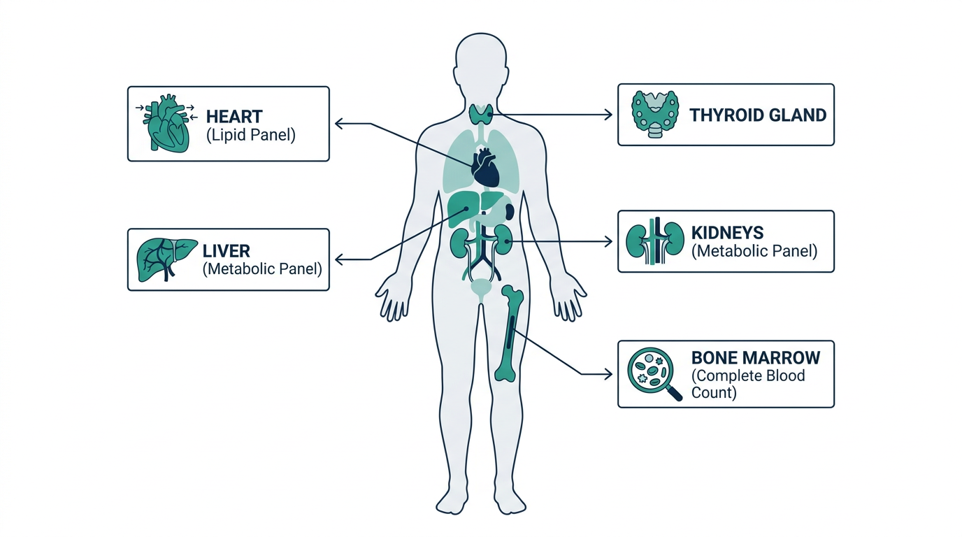 Body diagram mapping annual blood work panels to the heart, liver, kidneys, thyroid, and bone marrow