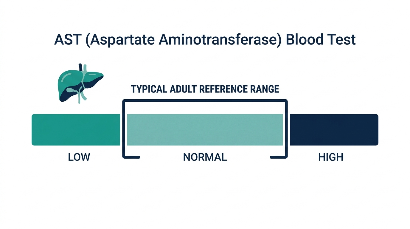 Schematic reference range chart showing low, normal, and high bands for AST blood test results