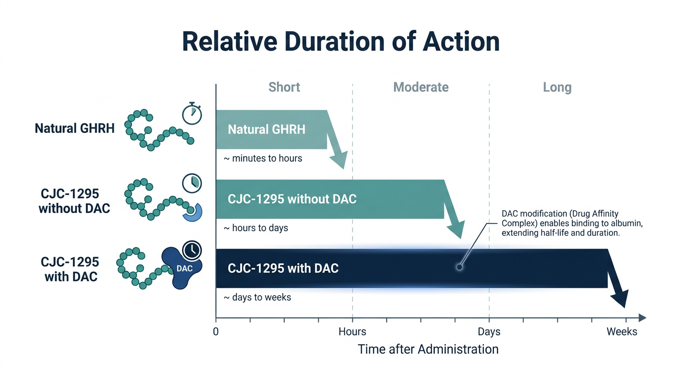 Schematic chart comparing duration of action for natural GHRH, CJC-1295 without DAC, and CJC-1295 with DAC