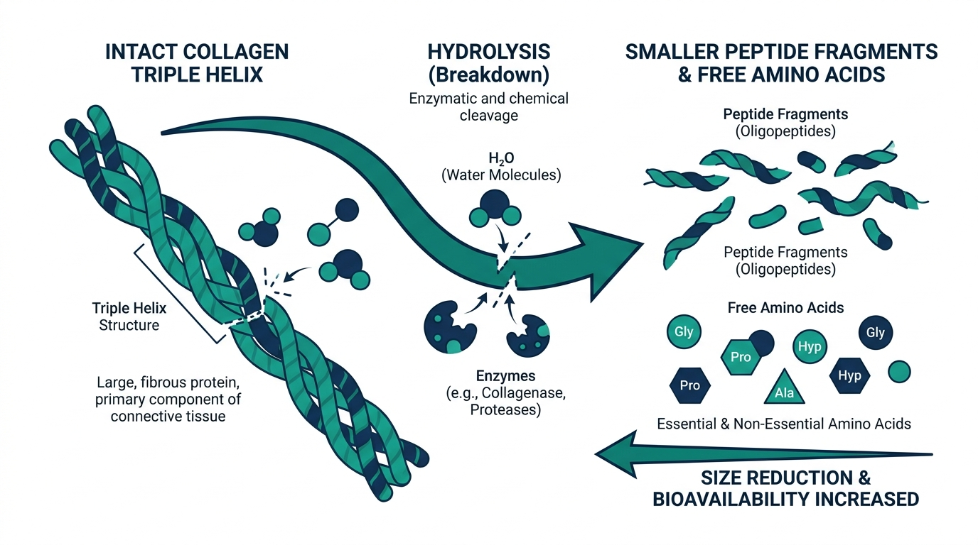Diagram showing hydrolysis breaking a large collagen triple helix protein into smaller peptide fragments and free amino acids