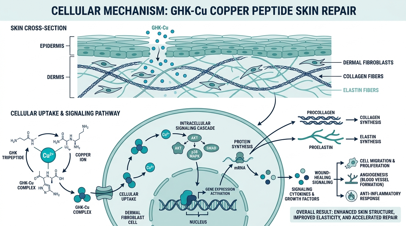 Cellular diagram of GHK-Cu copper peptide binding and stimulating collagen synthesis in dermal fibroblasts