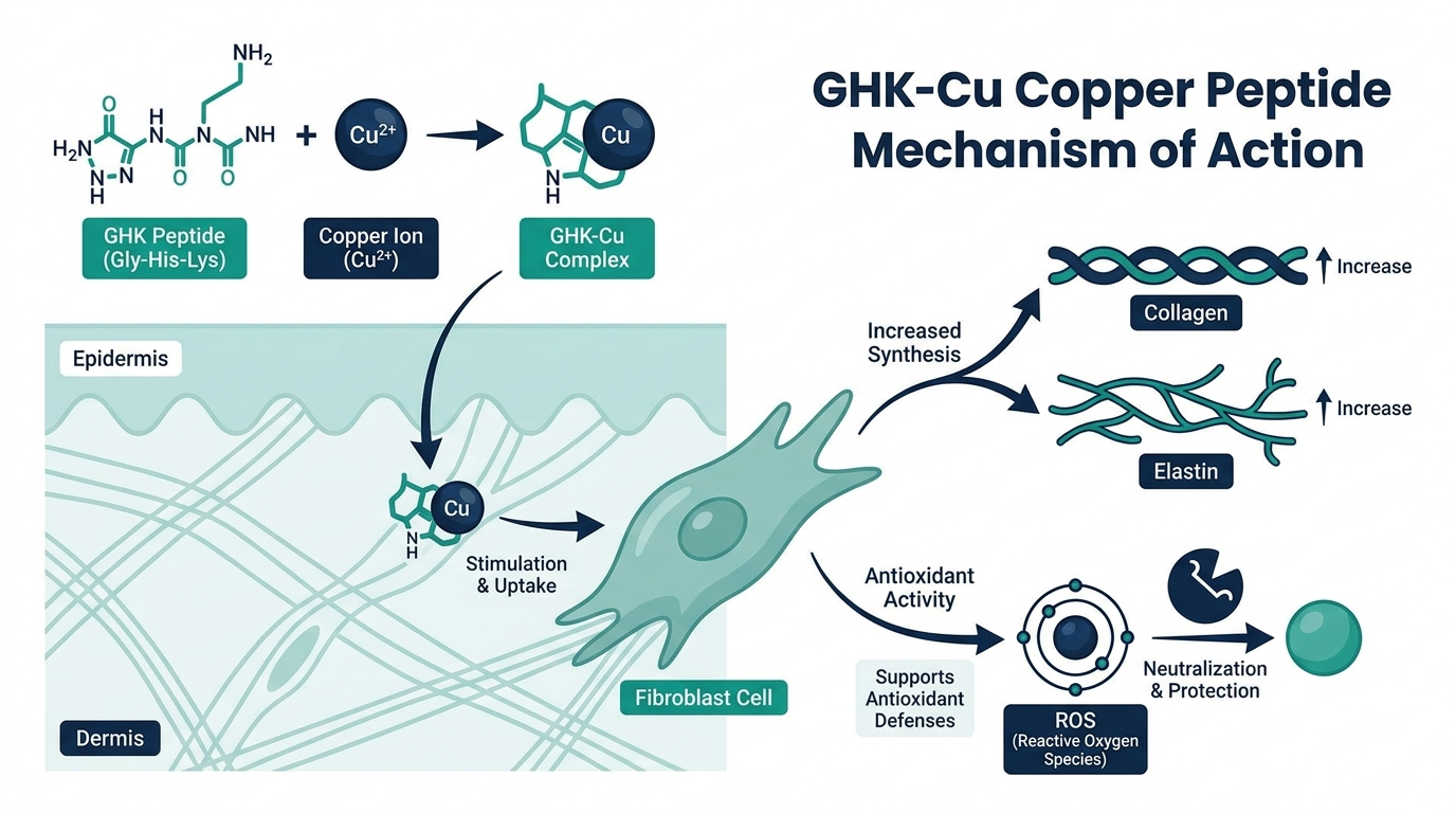 Molecular pathway diagram of GHK-Cu copper peptide binding copper and stimulating fibroblasts to produce collagen and elastin with antioxidant activity