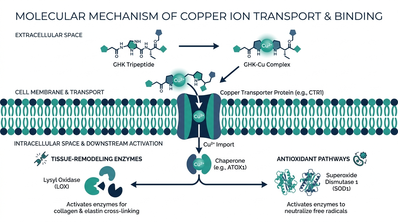 Molecular diagram of GHK tripeptide chelating a copper ion and copper transport into a cell activating tissue-remodeling enzymes