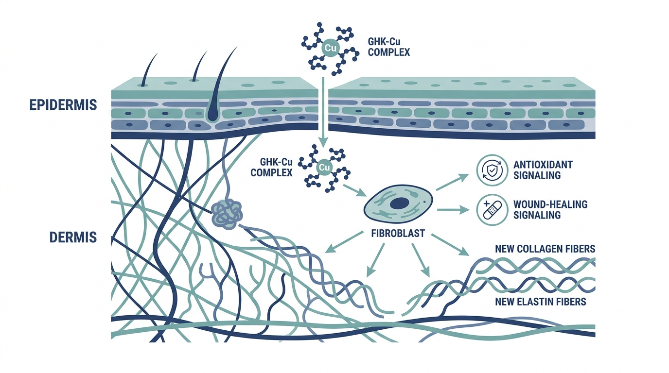 Diagram of GHK-Cu copper peptide mechanism in skin showing fibroblast stimulation of collagen and elastin production
