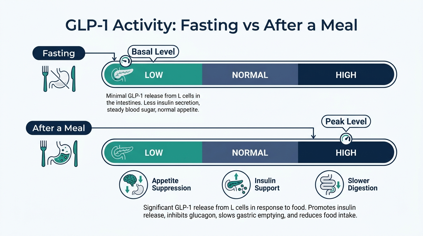 Schematic chart comparing GLP-1 activity levels fasting versus after a meal
