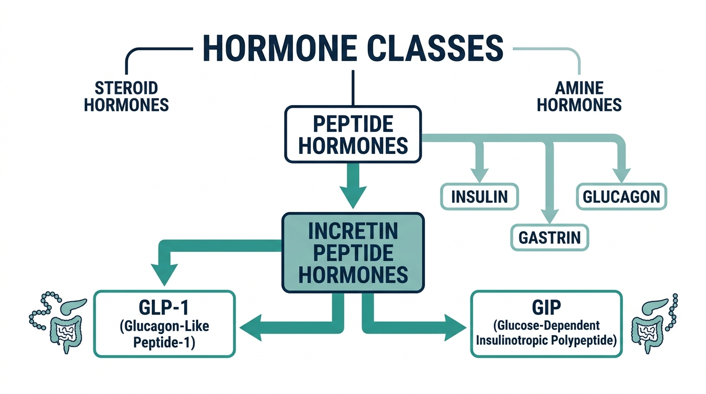 Schematic chart classifying GLP-1 within the incretin peptide hormone family alongside GIP