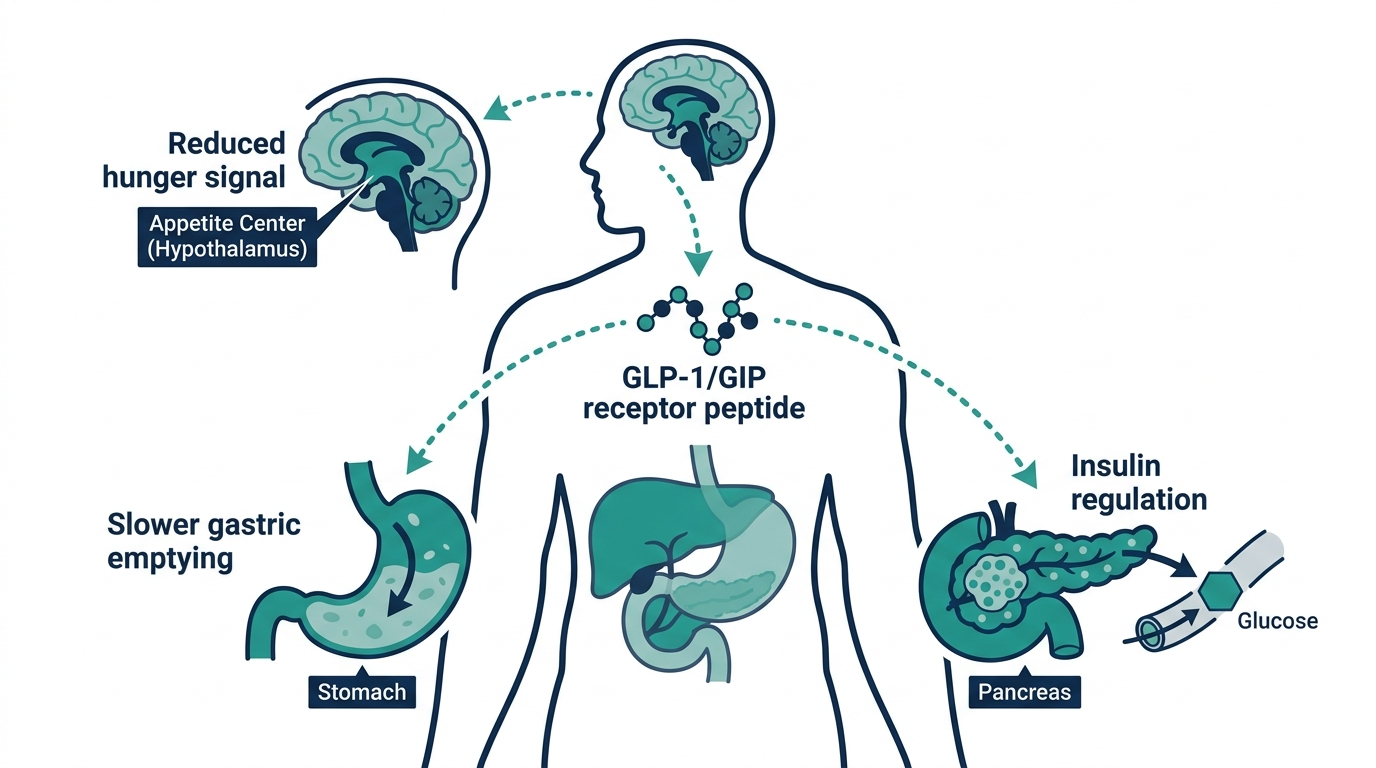 Diagram of a GLP-1/GIP peptide acting on brain appetite center, stomach, and pancreas