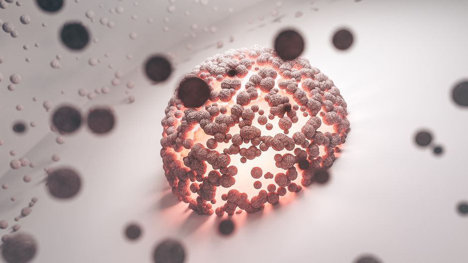 What Is Globulin in a Blood Test? The Overlooked Protein That Tracks Y - immune system cells