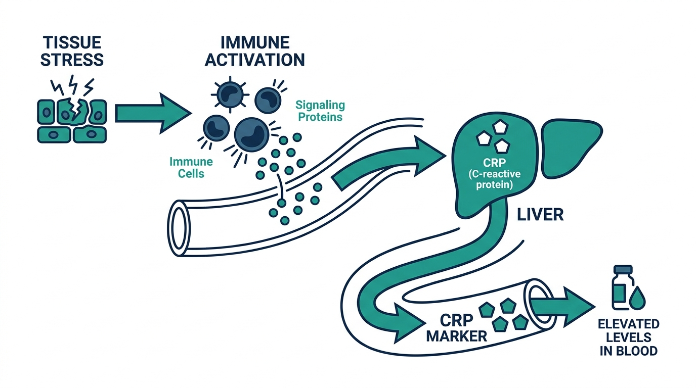 Diagram of the inflammatory pathway from tissue stress to immune activation to elevated CRP in the bloodstream