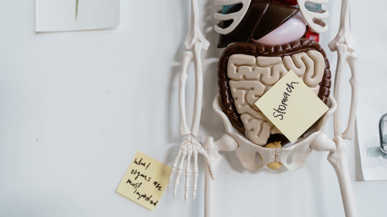 Liver Function Test: What ALT, AST, and the Panel Reveal