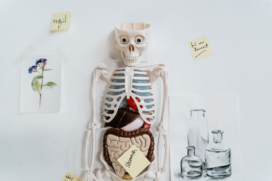 Low ALT in a Blood Test: What It Means and When to Worry - liver health anatomy