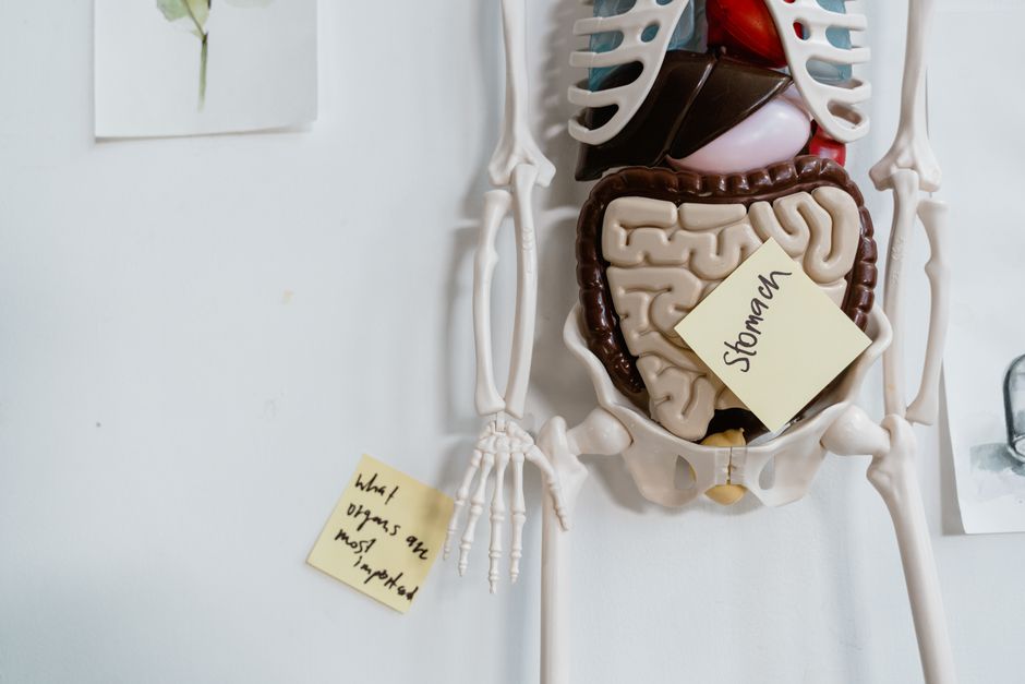 What Does High Bilirubin in a Blood Test Mean? Causes and When to Worr - liver health anatomy