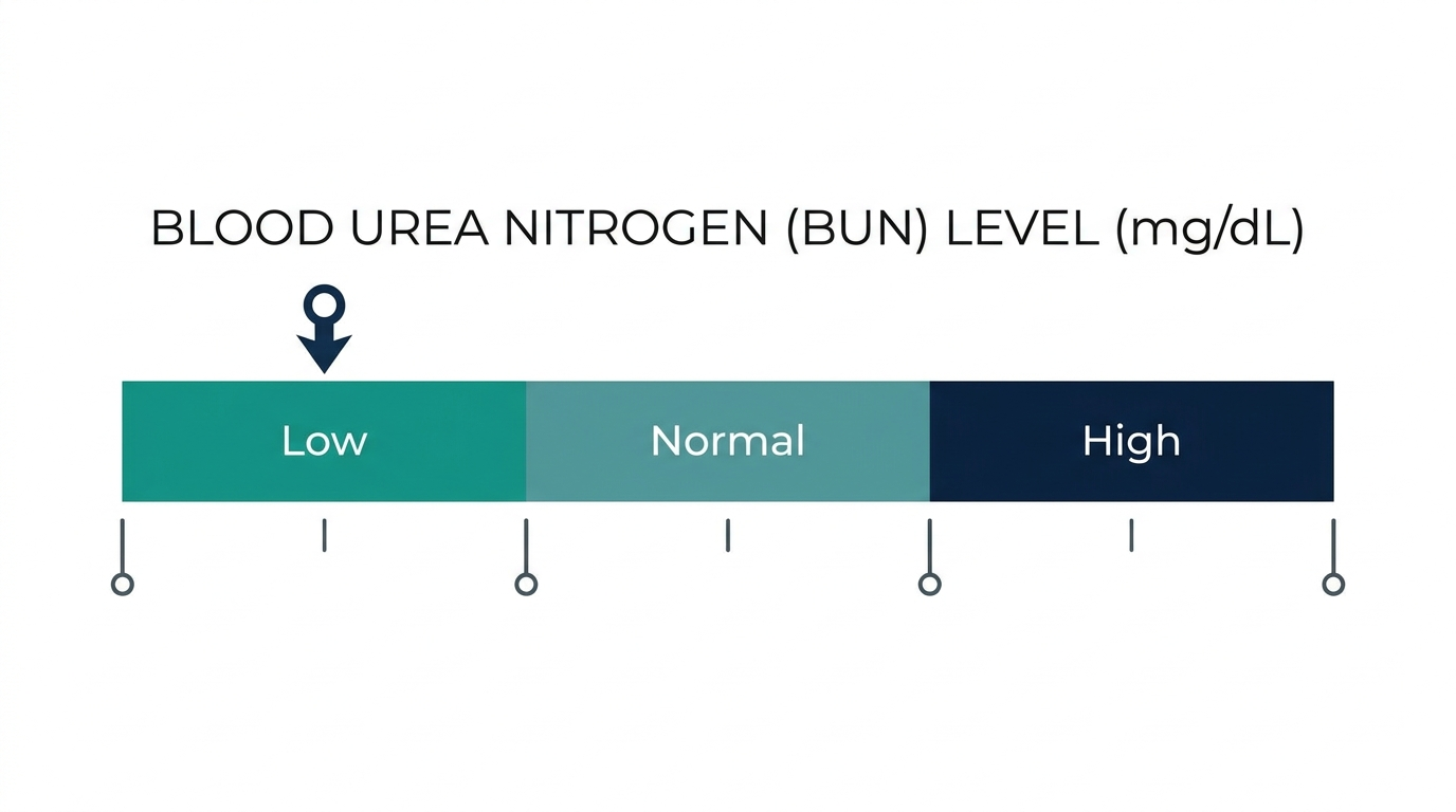 Schematic reference-range chart for blood urea nitrogen (BUN) levels showing Low, Normal, and High bands