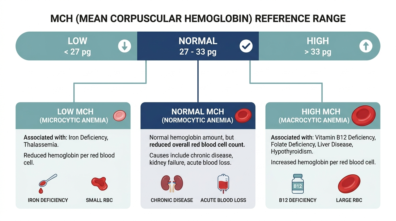 Schematic chart of MCH reference range bands decoded into anemia types: microcytic, normocytic, and macrocytic