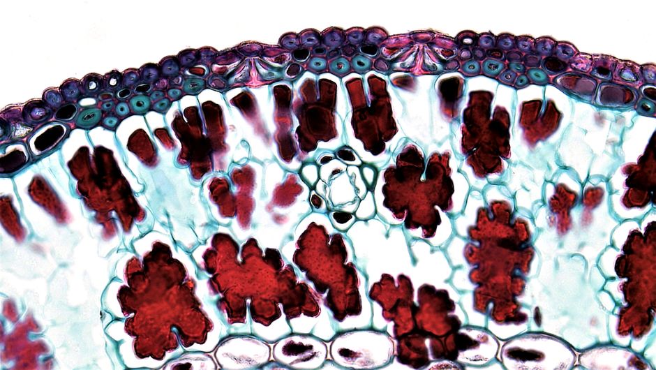 What Is a CBC Blood Test? A Plain-English Guide to the Most Common Lab - microscope blood cells
