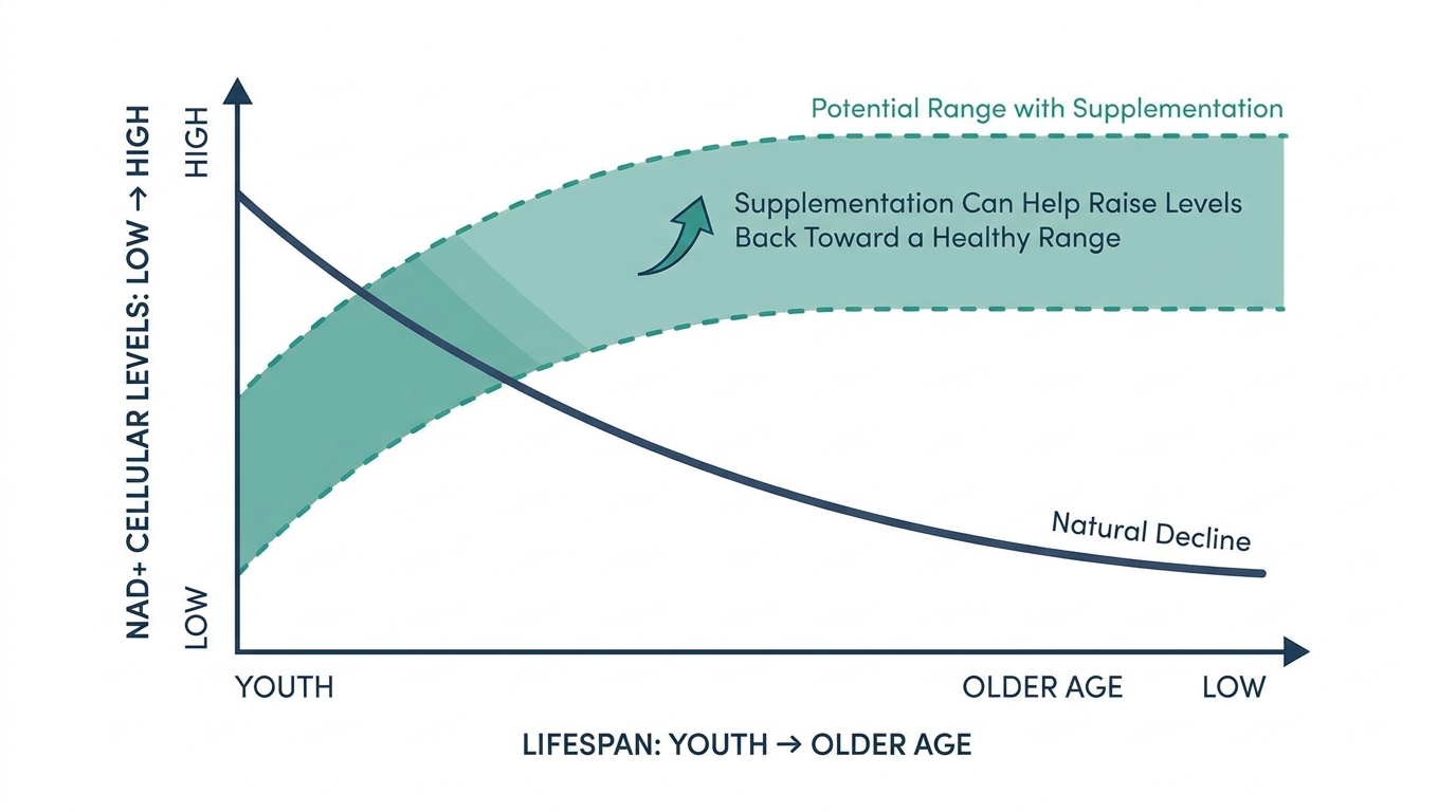 Schematic chart showing NAD+ levels declining with age and a supplementation band raising levels toward a healthy range