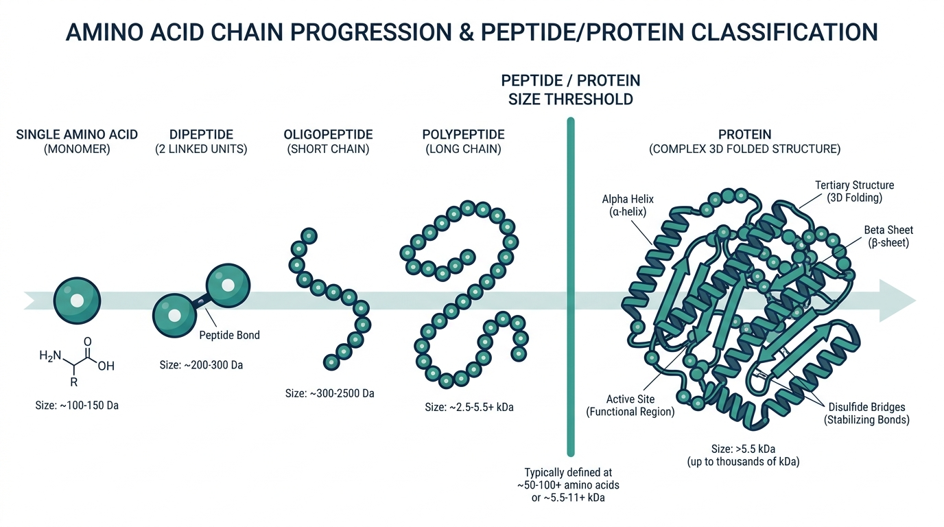 Diagram of amino acid chain size spectrum from single amino acid to peptide to folded protein