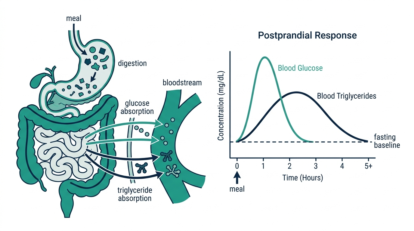 Diagram of digestion after a meal showing glucose and triglycerides being absorbed into the bloodstream and a timeline of levels rising then returning to a fasting baseline