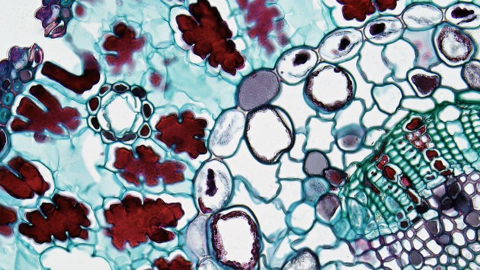 Low MCHC in a Blood Test: What It Means and What to Do - red blood cells microscope