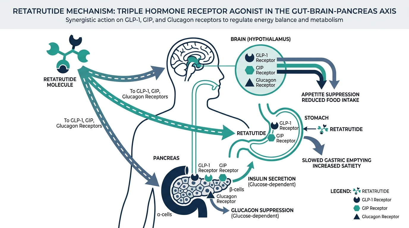 Diagram of retatrutide triple receptor agonist mechanism on the gut-brain-pancreas axis