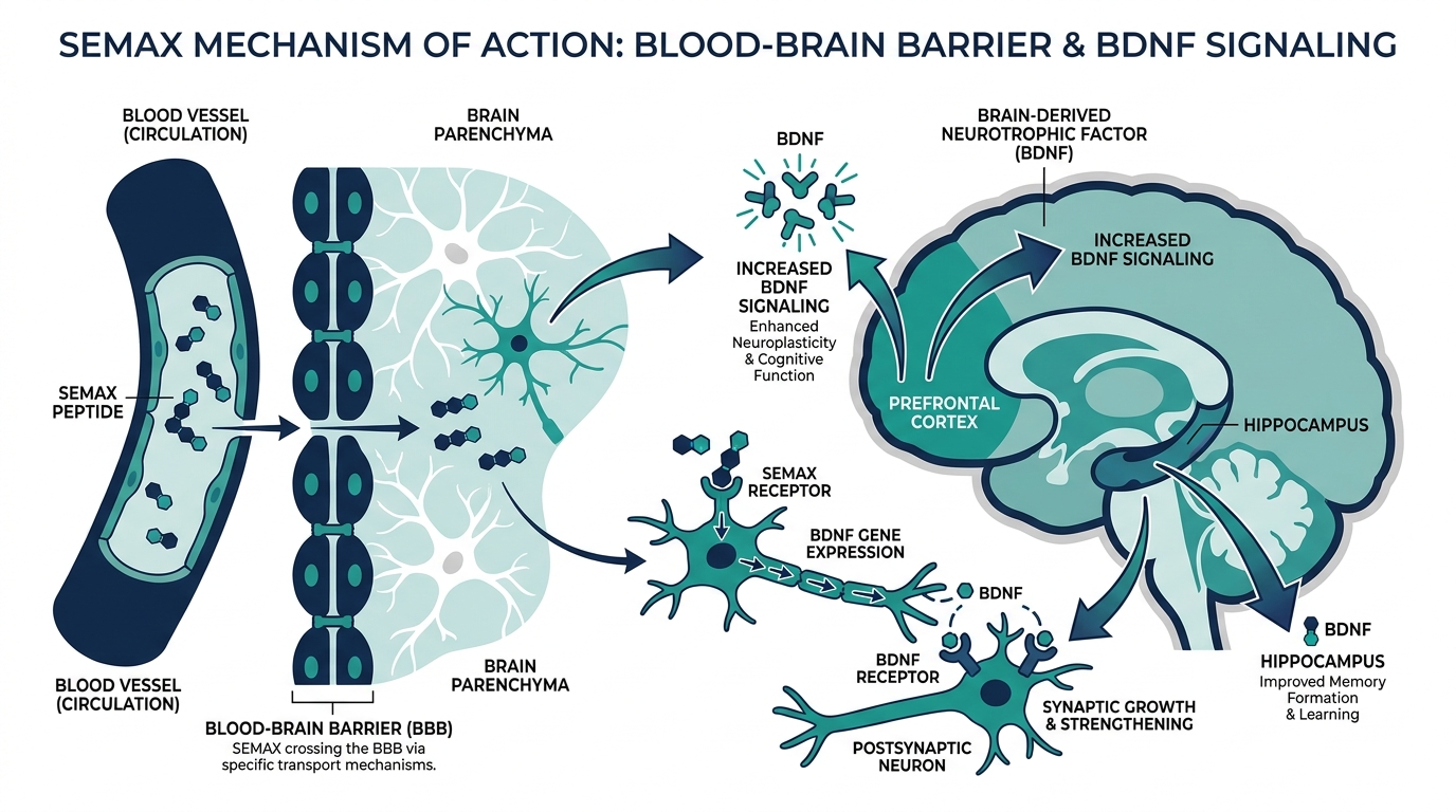 Diagram of Semax peptide crossing the blood-brain barrier and increasing BDNF signaling in the prefrontal cortex and hippocampus