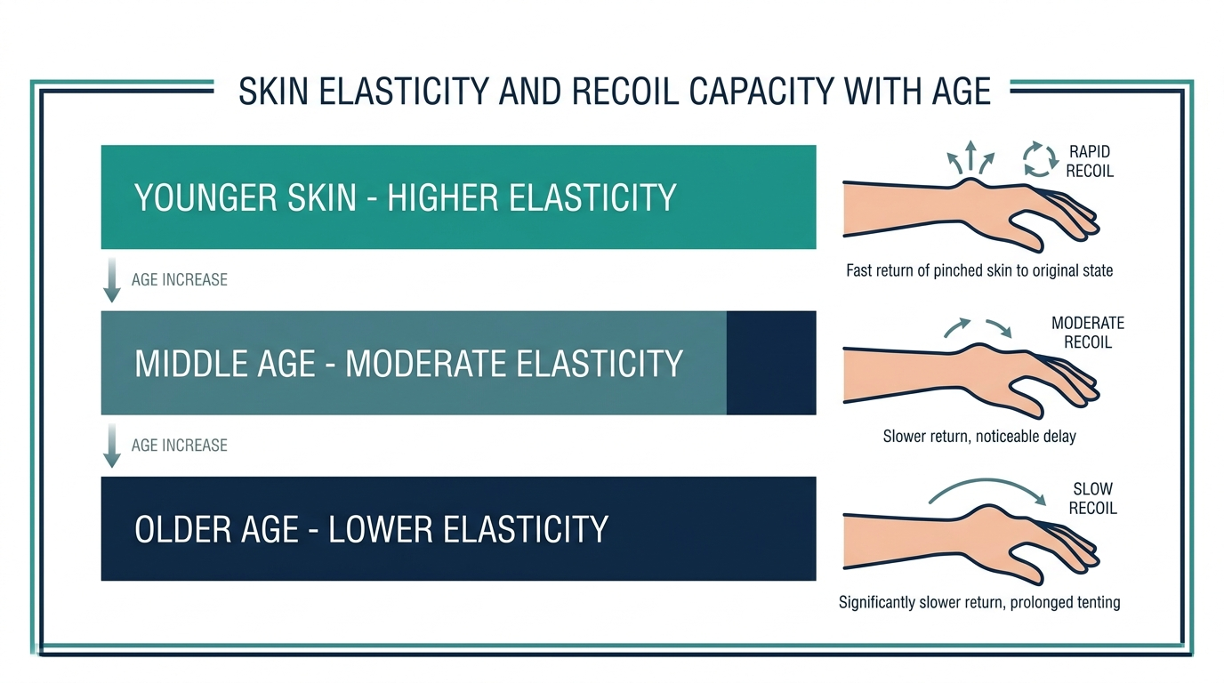 Schematic chart of skin elasticity bands across younger, middle, and older age groups