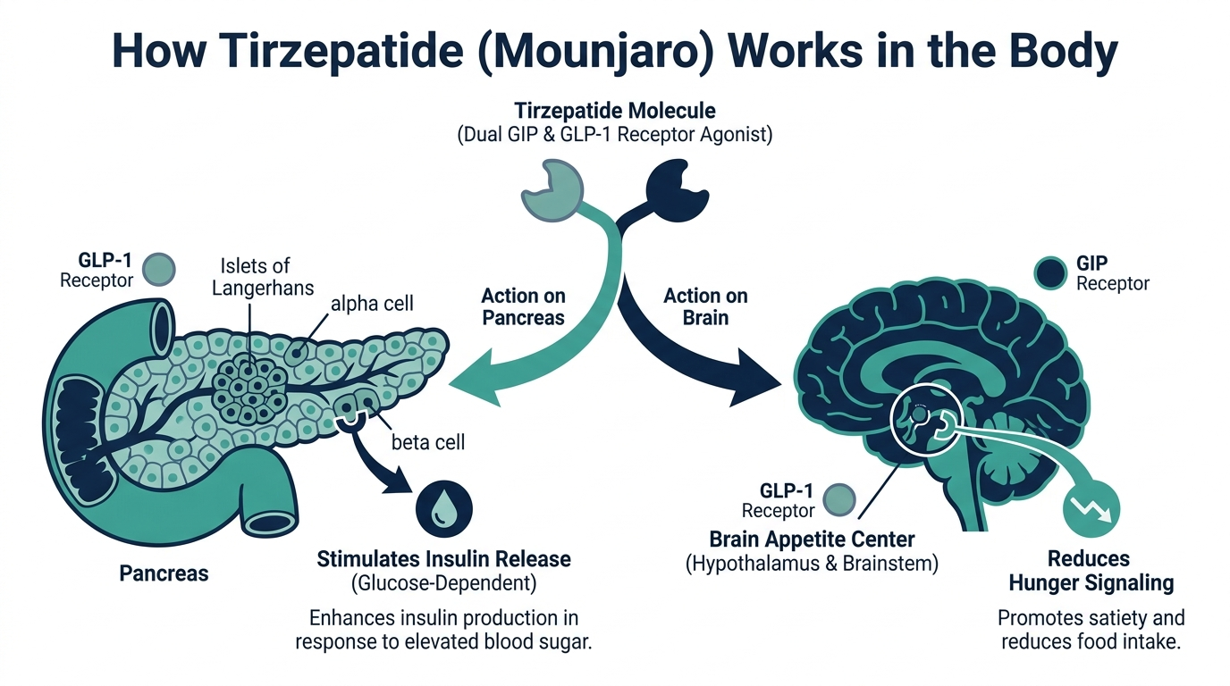 Diagram of tirzepatide acting as a dual GLP-1 and GIP receptor agonist on the pancreas and brain appetite center
