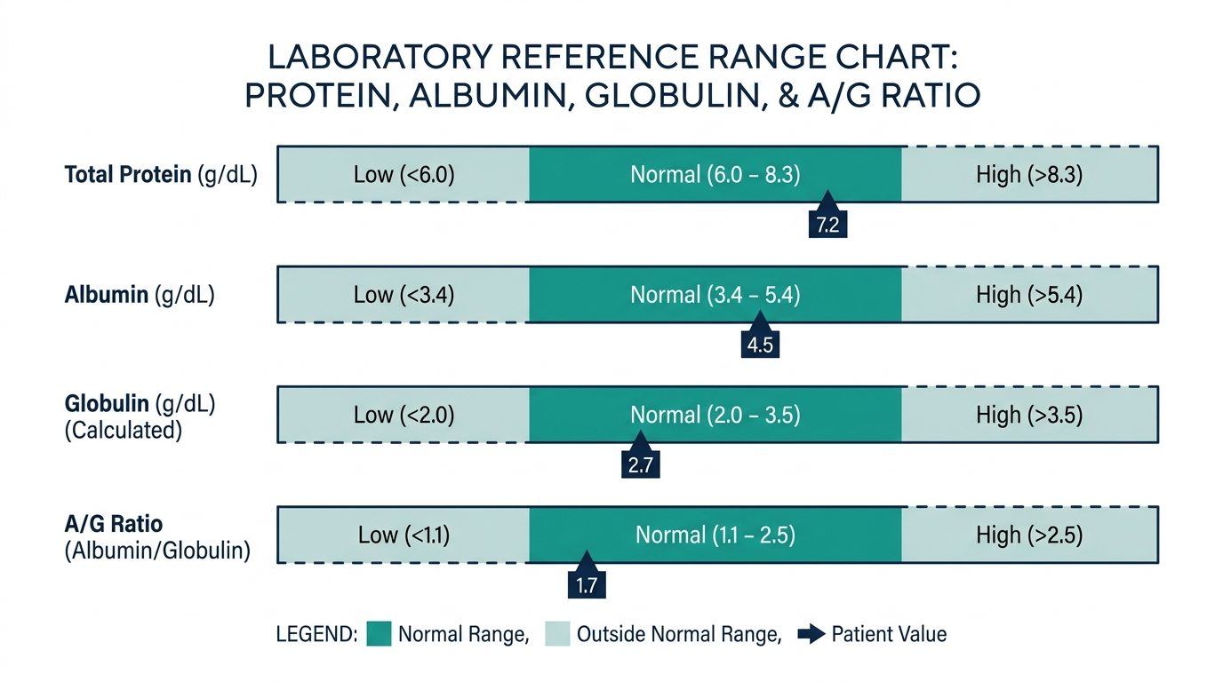 Schematic reference chart for total protein, albumin, globulin, and albumin/globulin ratio