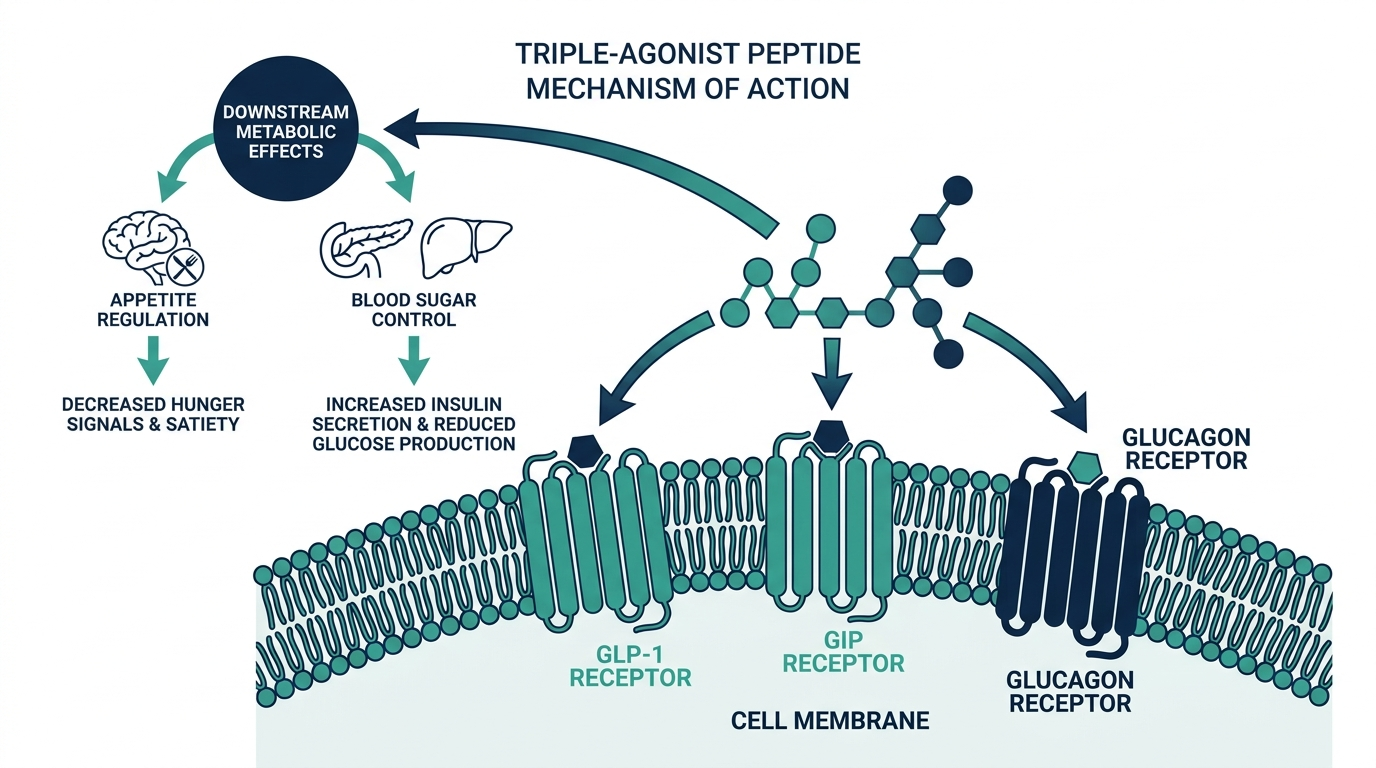 Mechanism diagram of a triple-agonist peptide binding GLP-1, GIP, and glucagon receptors on a cell to affect appetite and blood sugar