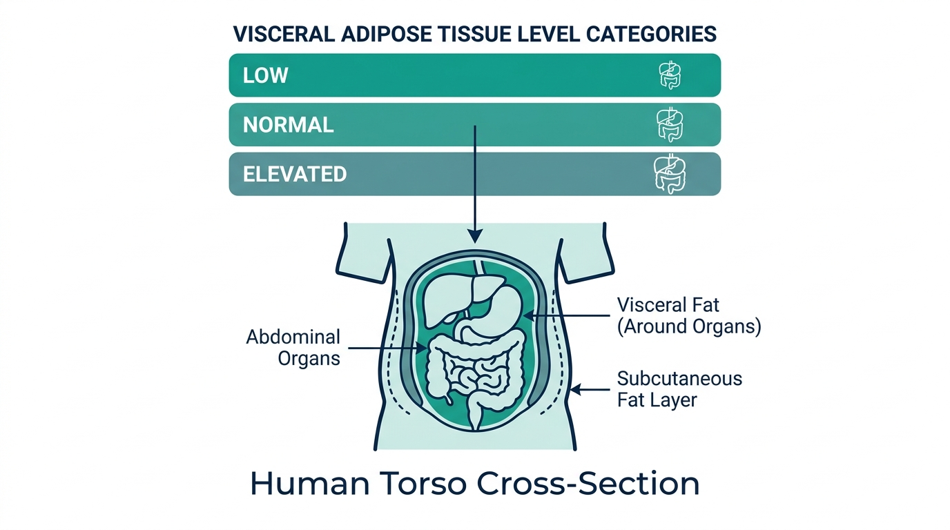 Schematic chart of visceral fat level categories with a labeled torso cross-section showing visceral versus subcutaneous fat