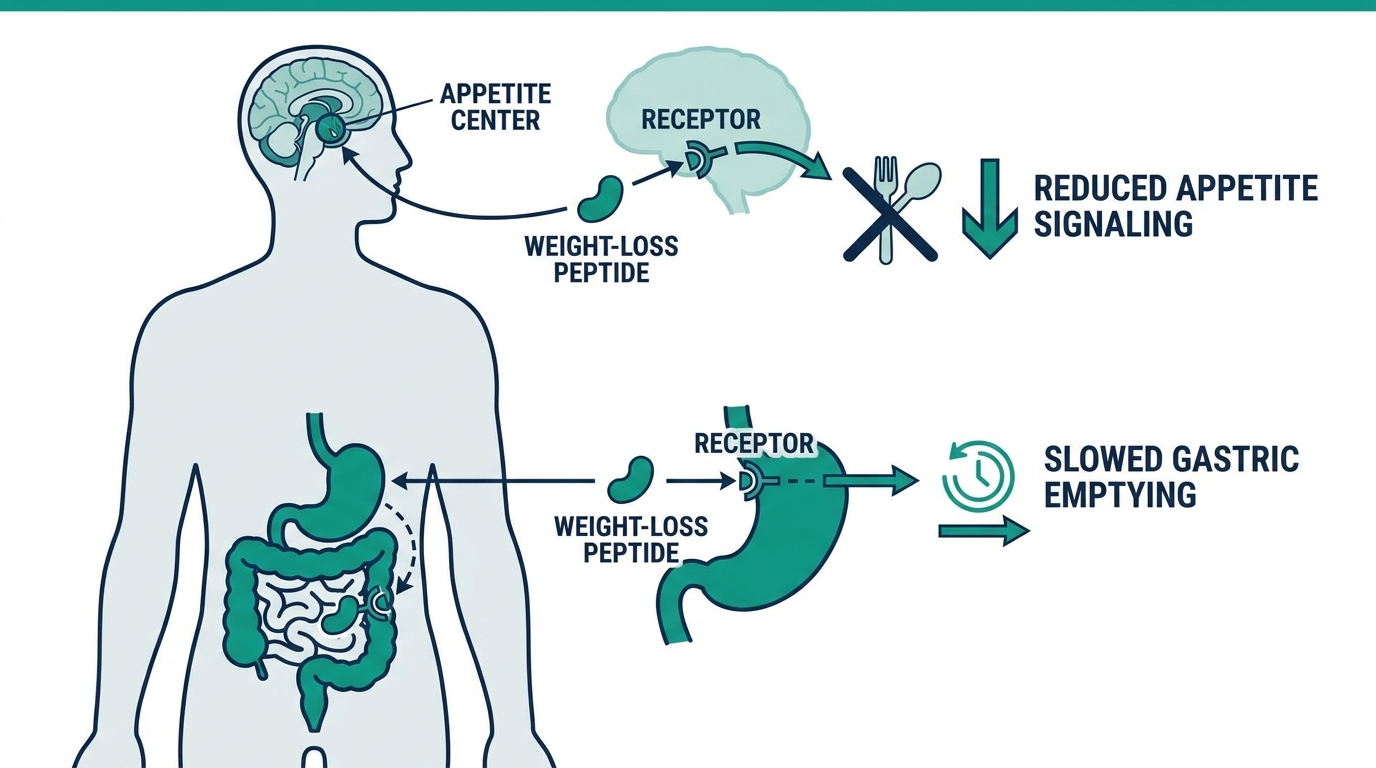 Diagram showing a weight-loss peptide acting on brain appetite centers and gut receptors