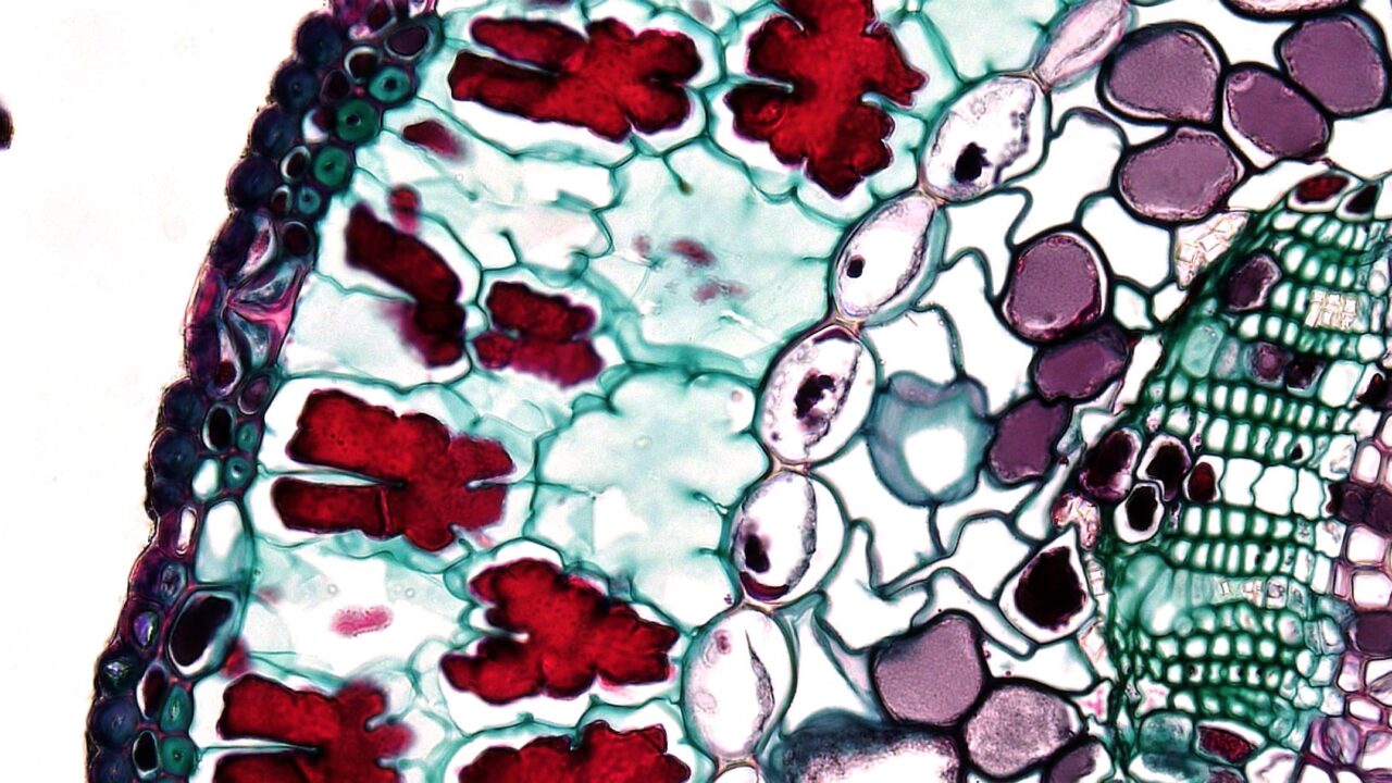 What Is HCT in a Blood Test? The Hematocrit Number, Decoded in Plain English