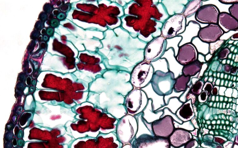 What Is HCT in a Blood Test? The Hematocrit Number, Decoded in Plain English
