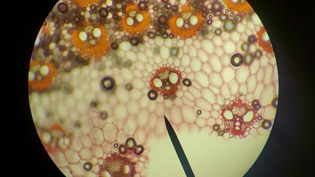 What Is RDW in a Blood Test? The Underrated Number That Predicts More Than Anemia