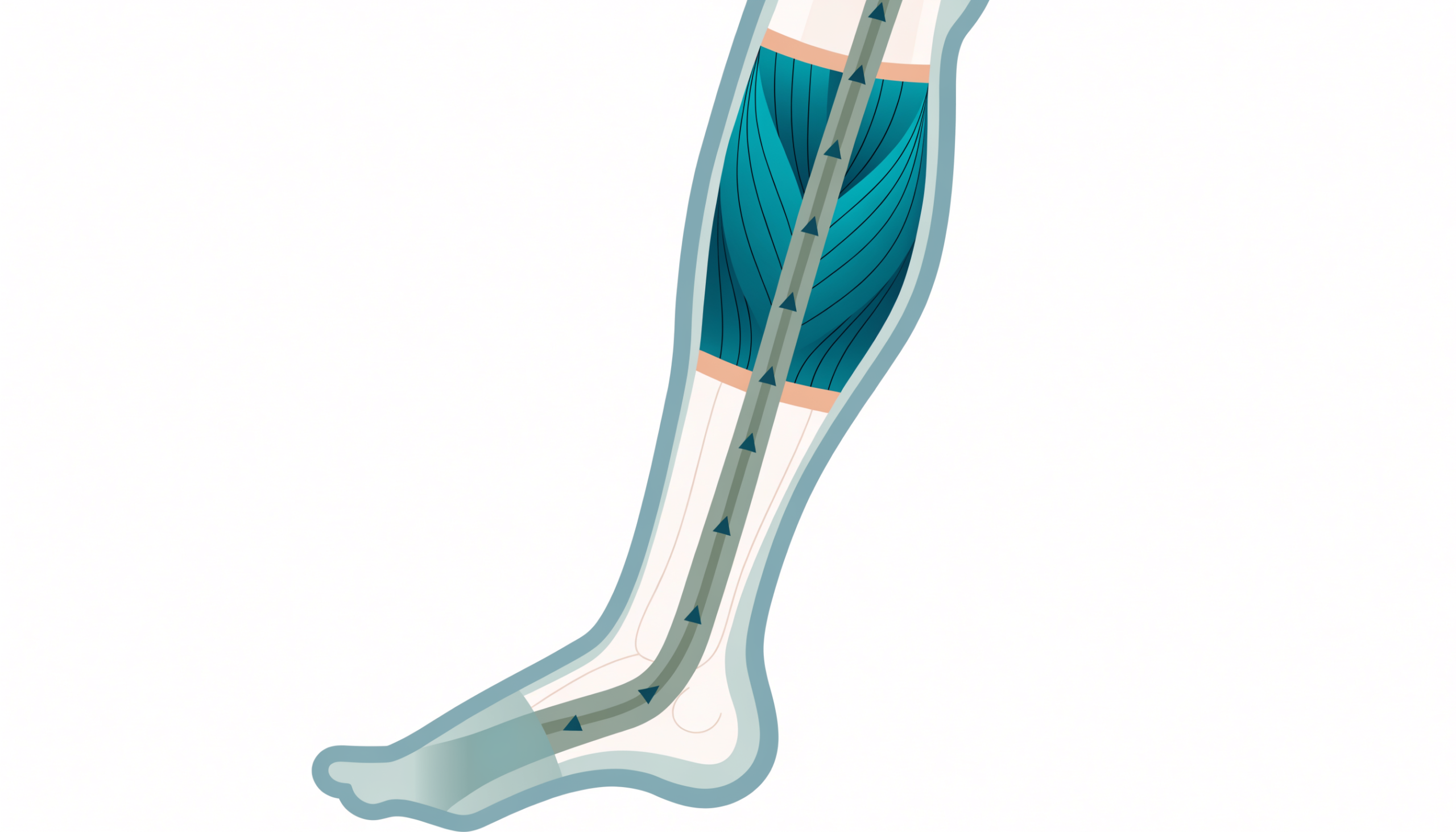 How the calf muscle pump and graduated compression move blood back up the leg
