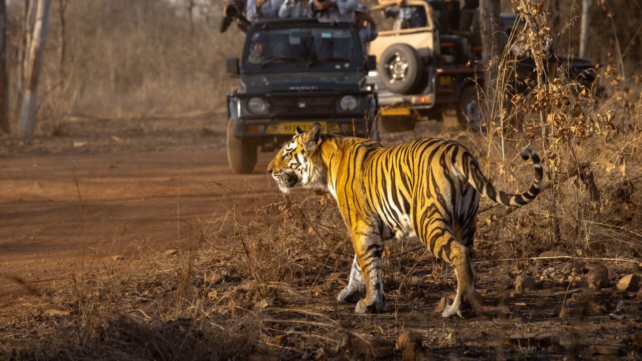 Ranthambore National Park: What to Know Before You Go