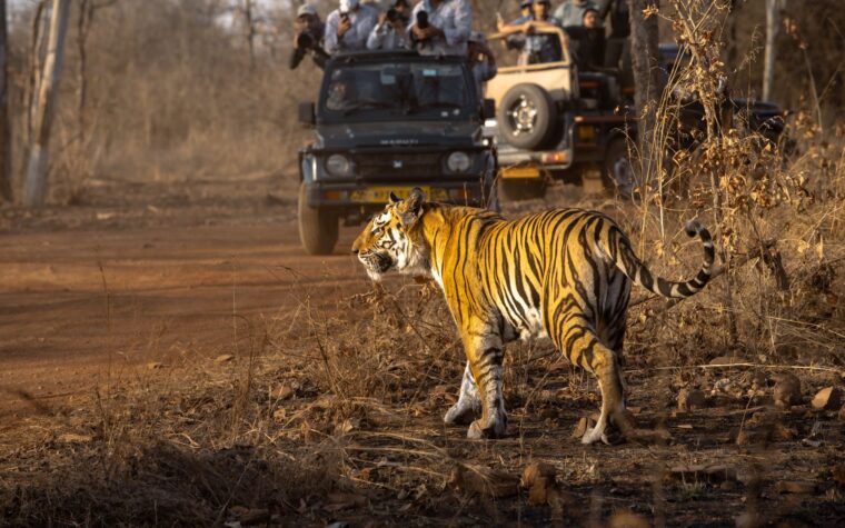 Ranthambore National Park: What to Know Before You Go