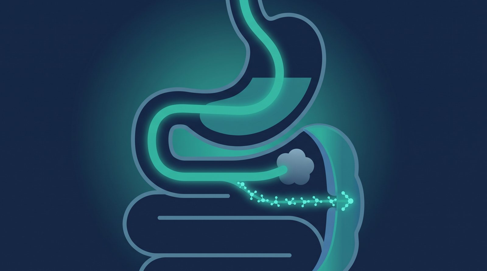 Flat medical diagram illustrating two routes of vitamin B12 absorption in the digestive tract