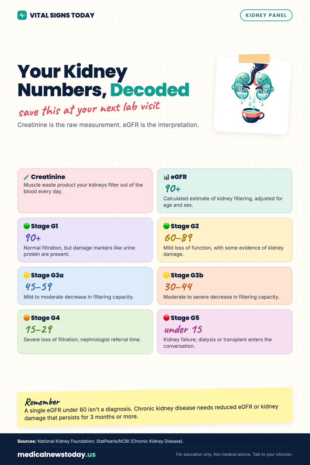 Your Kidney Numbers, Decoded infographic: Creatinine is the raw measurement. eGFR is the interpretation.