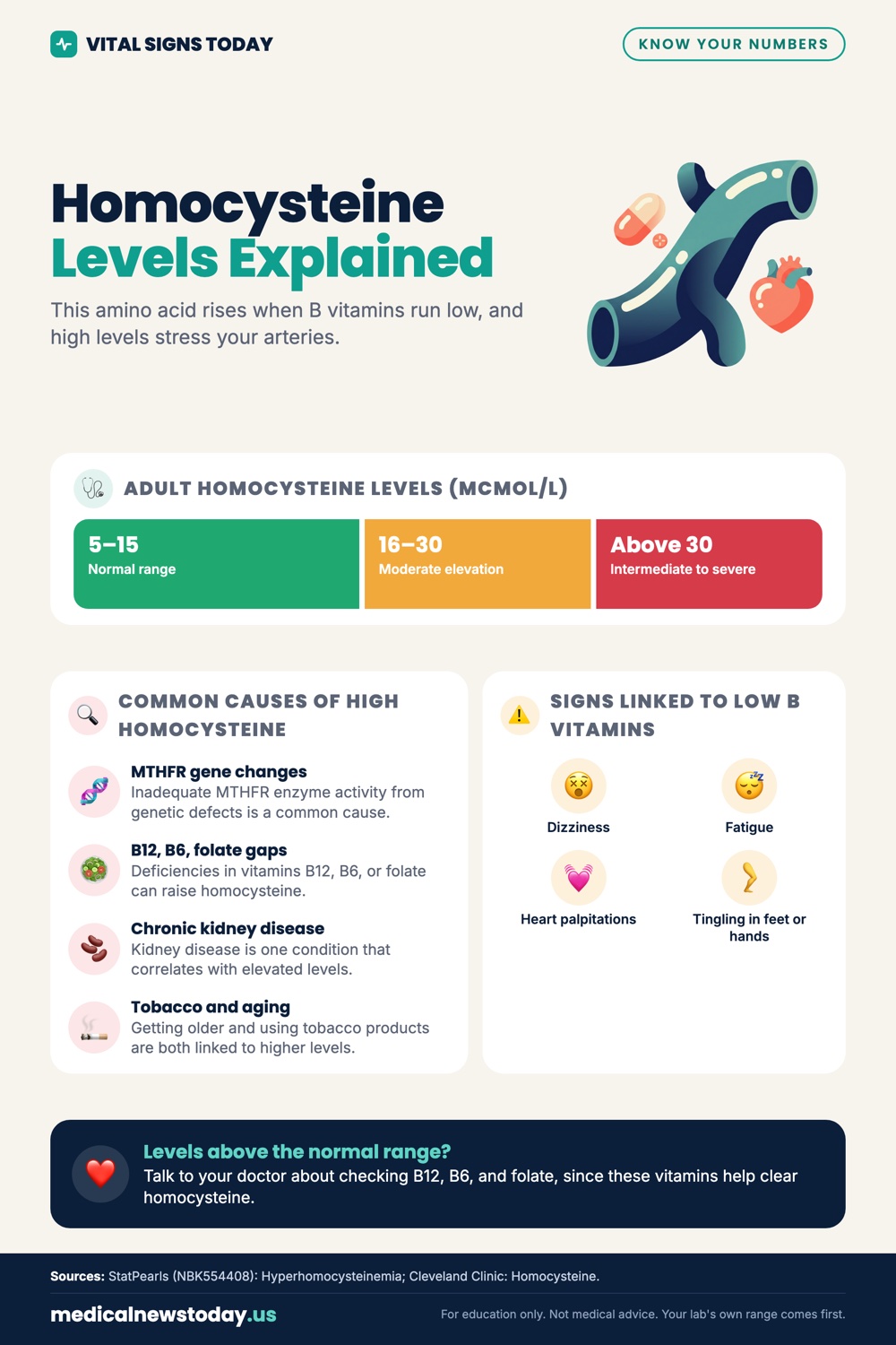 Homocysteine Levels Explained infographic: This amino acid rises when B vitamins run low, and high levels stress your arteries.