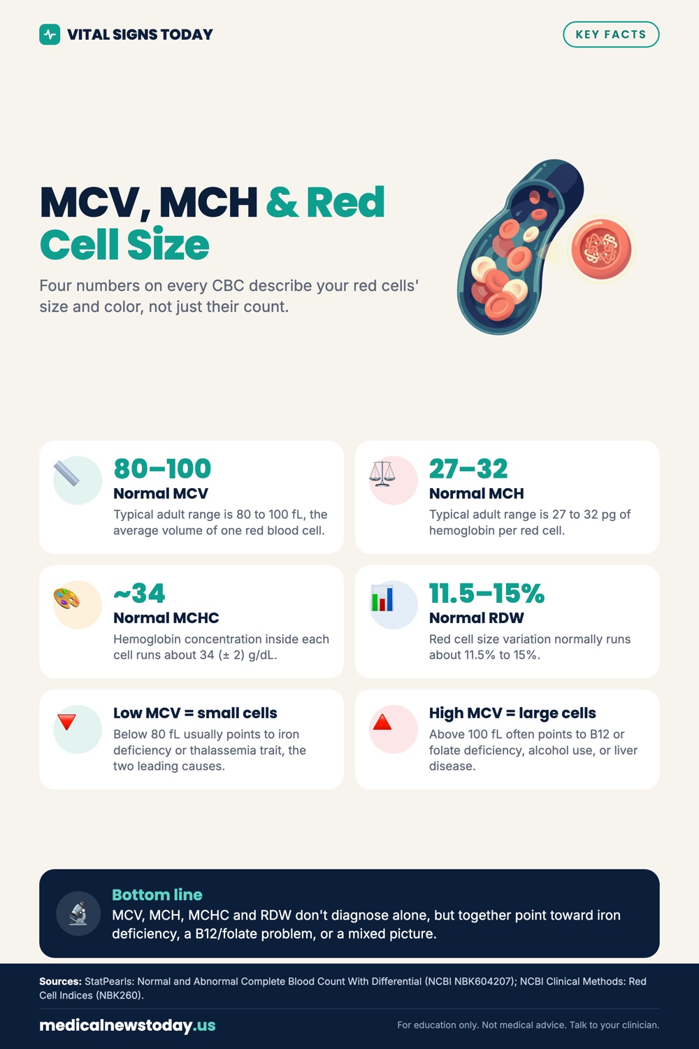 MCV, MCH & Red Cell Size infographic: Four numbers on every CBC describe your red cells' size and color, not just their count.