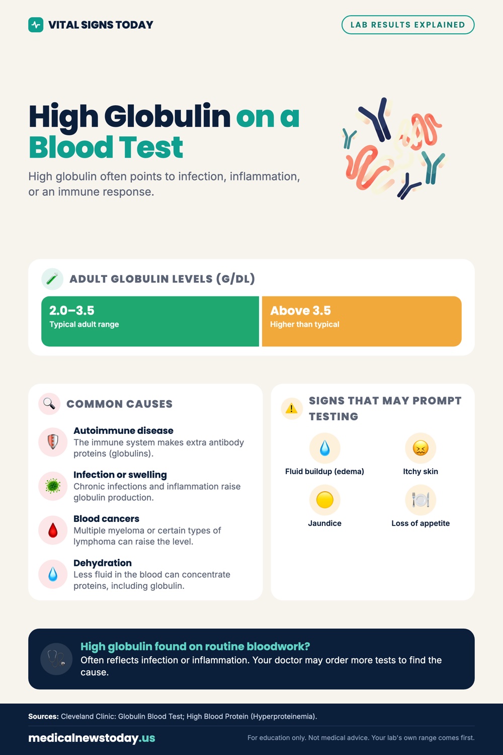 High Globulin on a Blood Test infographic: High globulin often points to infection, inflammation, or an immune response.