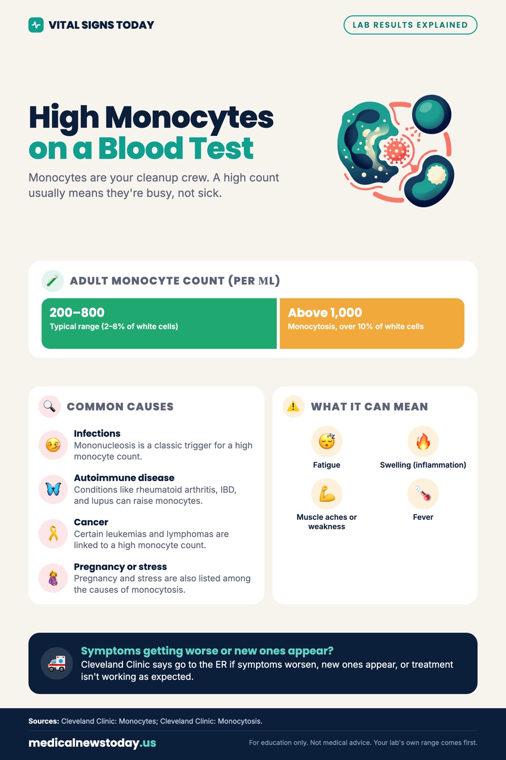 High Monocytes on a Blood Test infographic: Monocytes are your cleanup crew. A high count usually means they're busy, not sick.