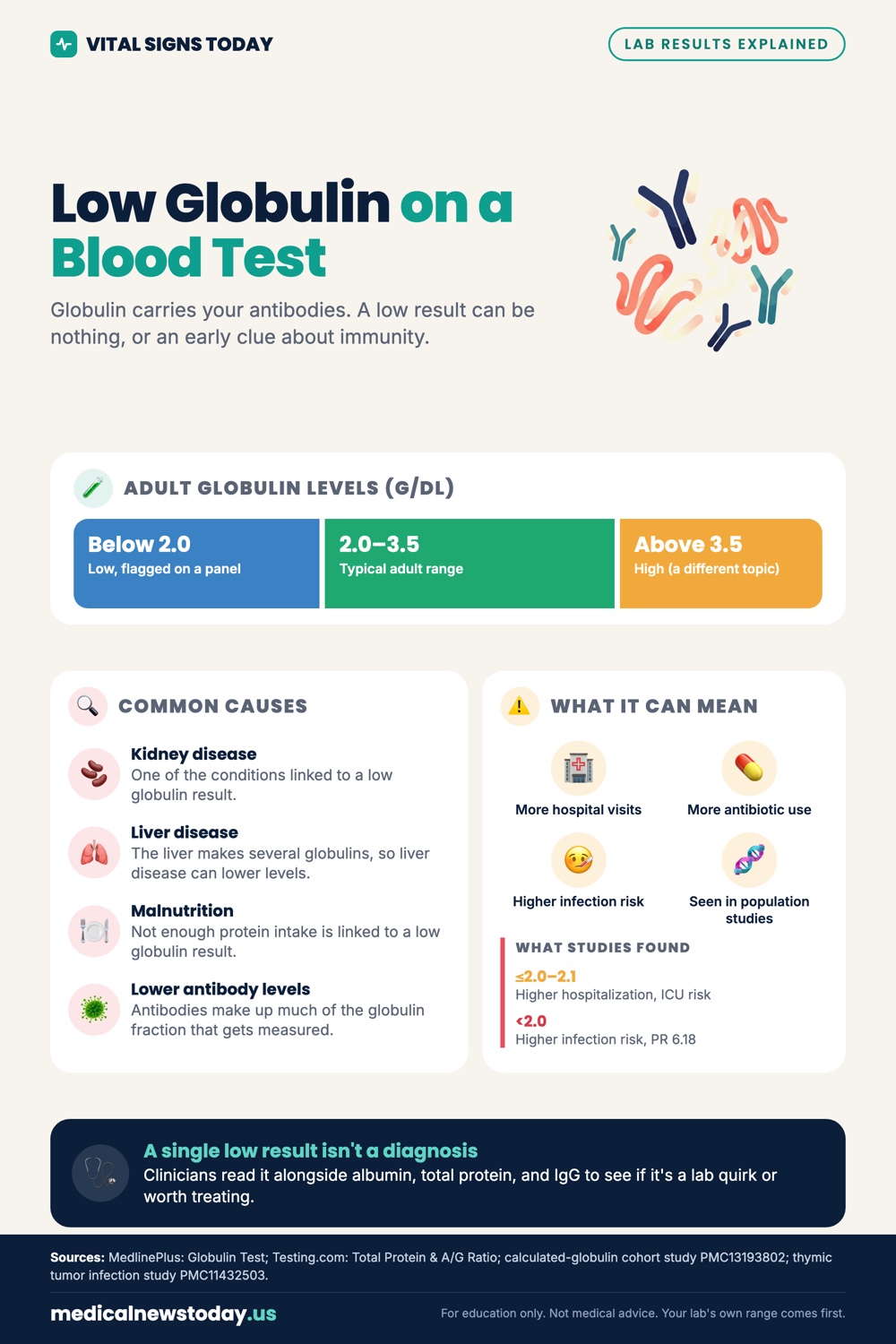 Low Globulin on a Blood Test infographic: Globulin carries your antibodies. A low result can be nothing, or an early clue about immunity.