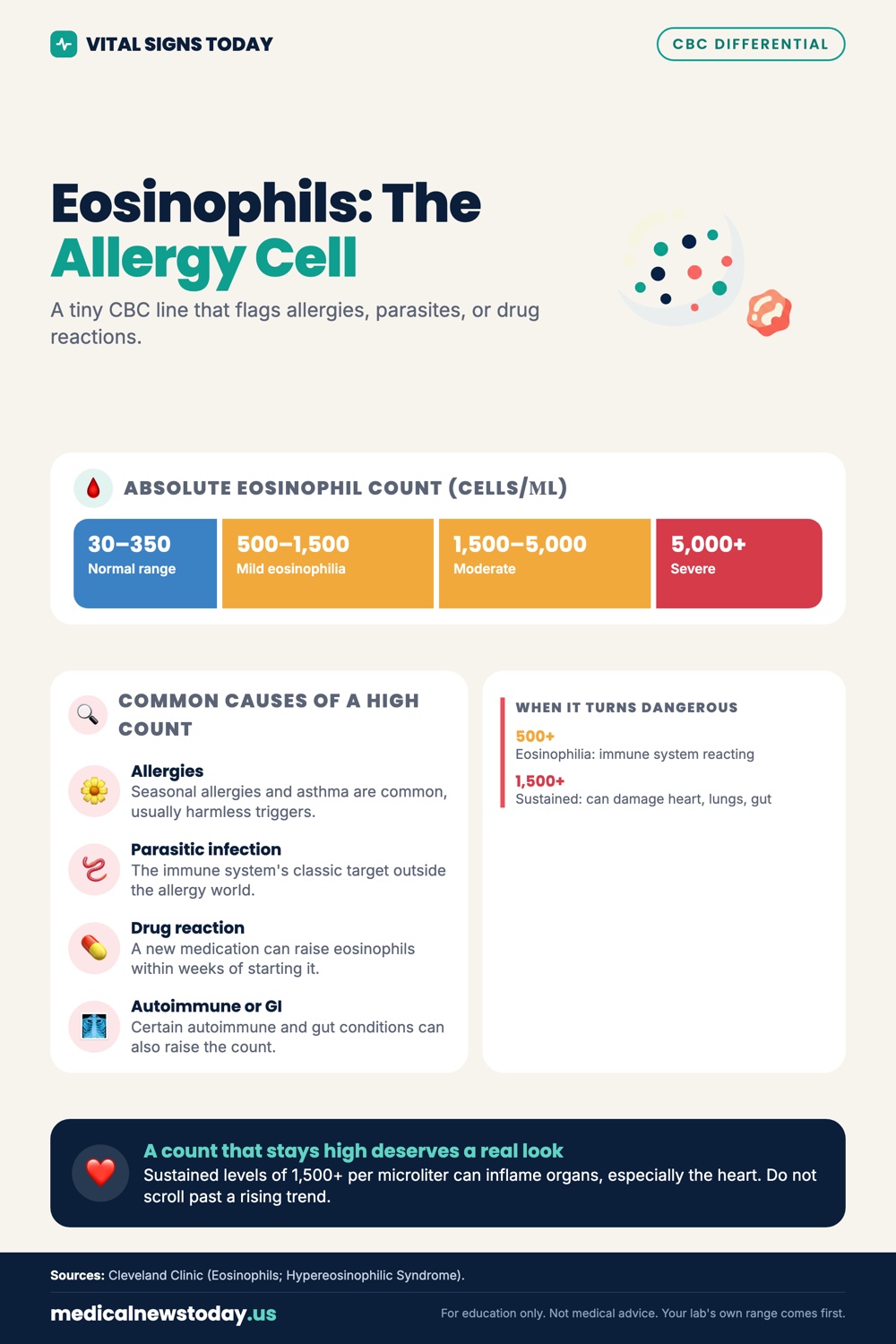 Eosinophils: The Allergy Cell infographic: A tiny CBC line that flags allergies, parasites, or drug reactions.