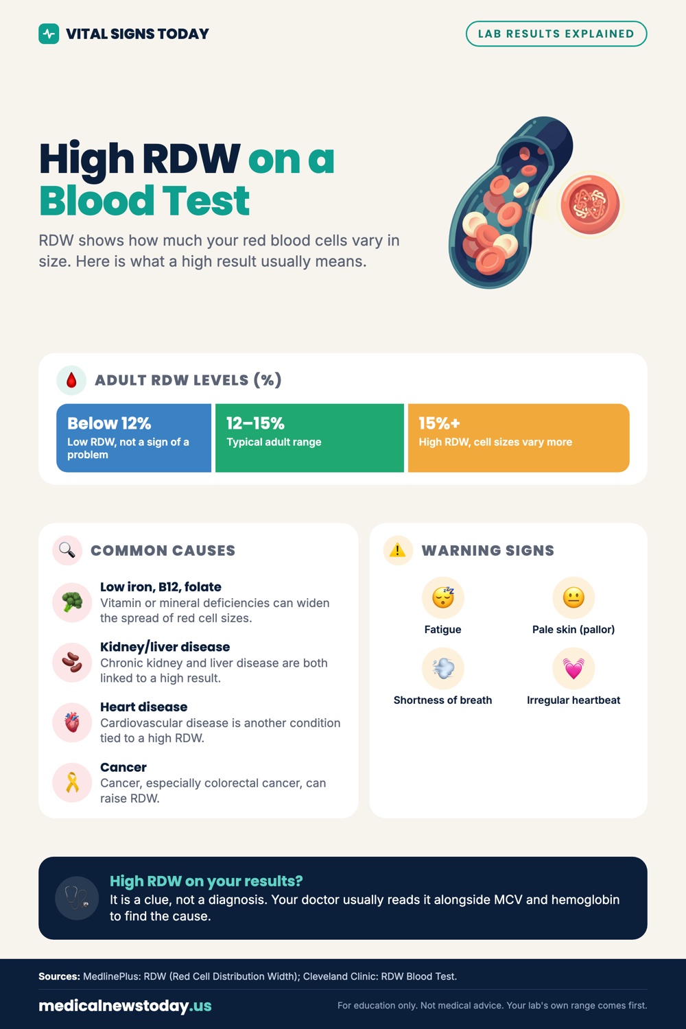 High RDW on a Blood Test infographic: RDW shows how much your red blood cells vary in size. Here is what a high result usually means.